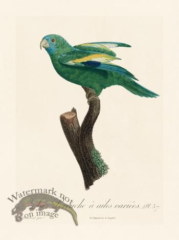 Barraband Parrot 057